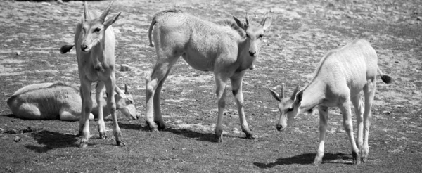 Elande Comum Também Conhecido Como Elande Sul Elande Antílope Antílope — Fotografia de Stock