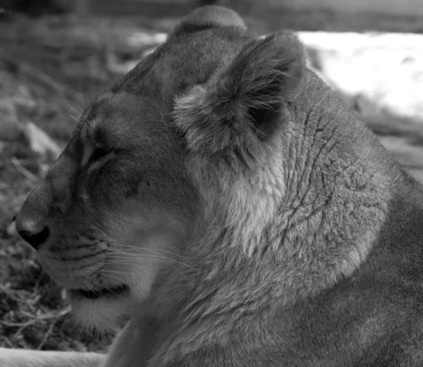Leone Uno Dei Quattro Grandi Gatti Del Genere Panthera Membro — Foto Stock