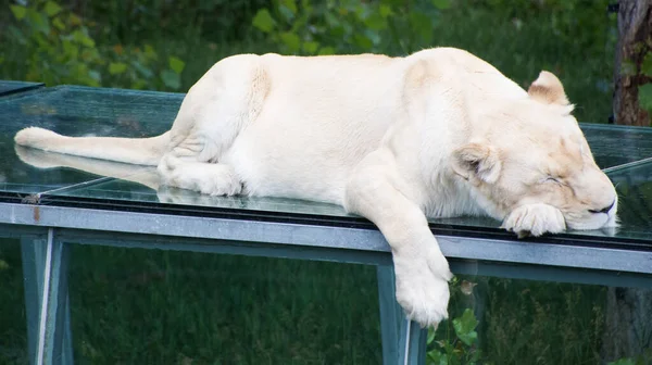 Bílý Lev Vzácná Barevná Mutace Lva Když První Pýcha Bílých — Stock fotografie