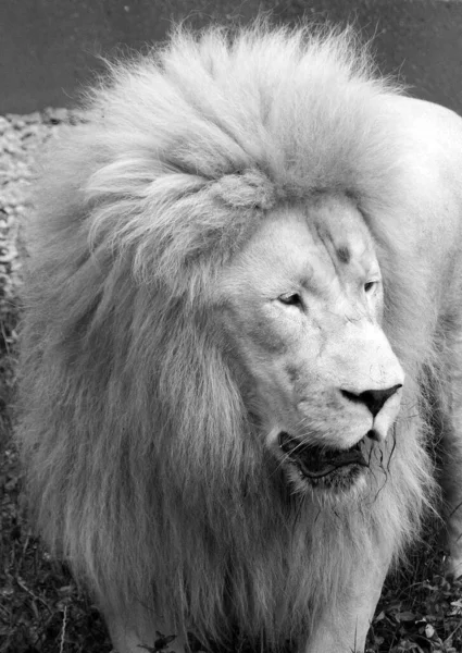 白狮是狮子罕见的颜色变异 当白狮的第一骄傲被重新引入野外时 人们普遍认为白狮不可能在野外生存 — 图库照片