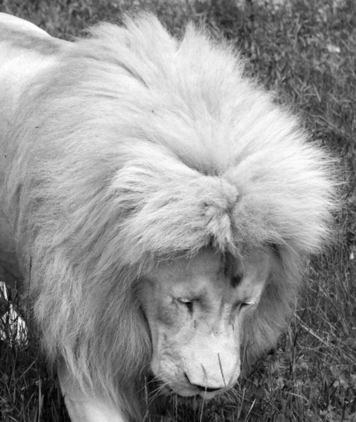 Leone Bianco Una Rara Mutazione Colore Del Leone Quando Primo — Foto Stock