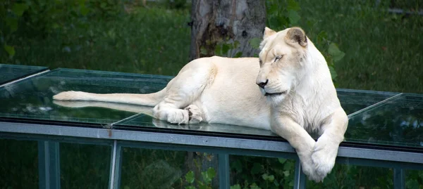 白いライオンはライオンのまれな色の変異です 白いライオンの最初の誇りが野生に再導入されたとき 白いライオンは野生で生き残ることができなかったと広く信じられていました — ストック写真