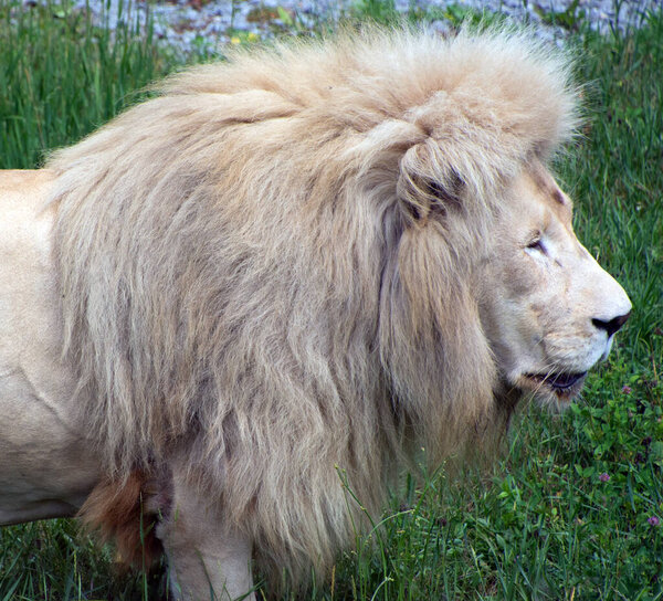 White lion is a rare color mutation of the lion. When the first pride of white lions was reintroduced to the wild, it was widely believed that the white lion could not survive in the wild