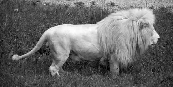 Lion Blanc Est Une Mutation Rare Couleur Lion Lorsque Première — Photo