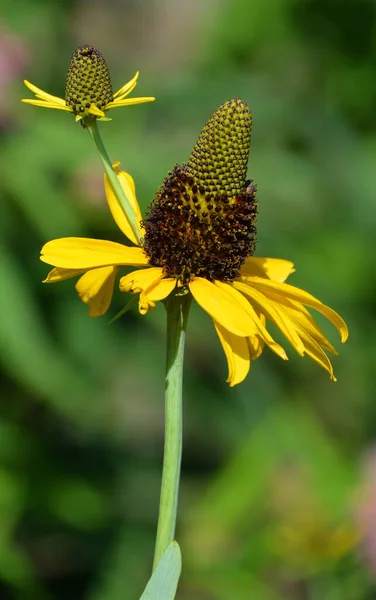 Rudbeckia Maxima Μεγάλο Κωνοφόρο Είναι Ανθοφόρο Φυτό Της Οικογένειας Asteraceae — Φωτογραφία Αρχείου