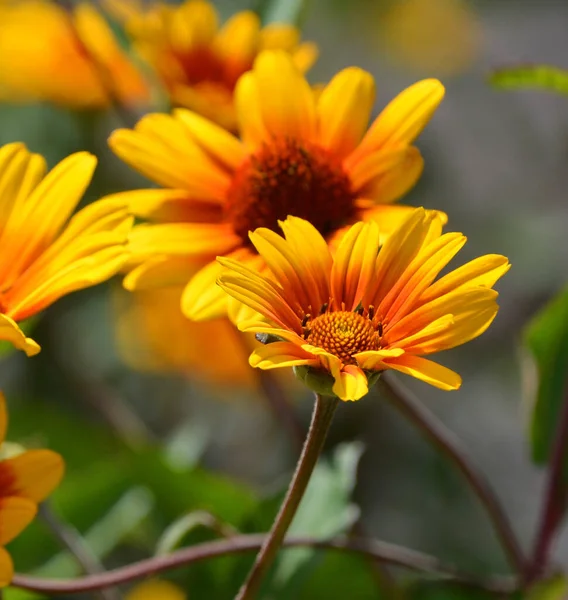 Heliopsis Helianthoides Asteraceae Családba Tartozó Virágos Növényfaj Közismert Nevén Durva — Stock Fotó