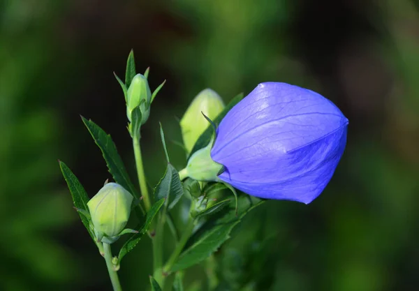 Platycodon Grandiflorus Uma Espécie Planta Herbácea Pertencente Família Campanulaceae — Fotografia de Stock