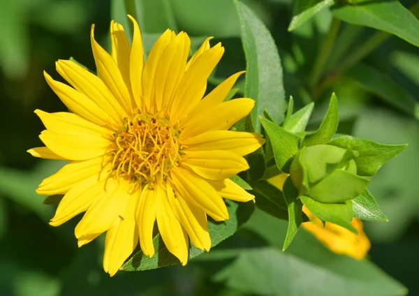 Silphium Είναι Ένα Γένος Φυτών Της Βόρειας Αμερικής Στη Φυλή — Φωτογραφία Αρχείου