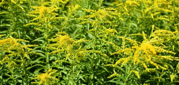 Solidago Asteraceae Familyasından Yaklaşık 100 Ila 120 Arasında Çiçekli Bitki — Stok fotoğraf