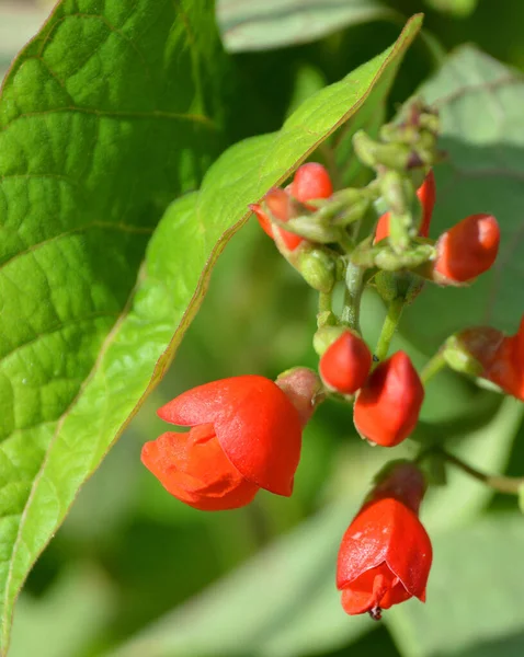 Scarlet Runner Babvirág Egy Növény Hüvelyesek Családjában Fabaceae Egy Másik — Stock Fotó