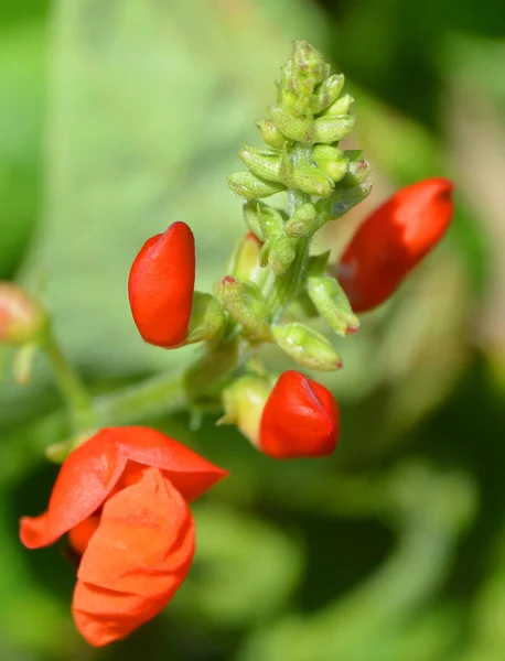 Fiori Fagiolo Scarlatto Sono Una Pianta Della Famiglia Delle Fabaceae — Foto Stock