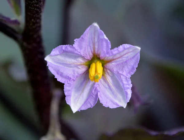 Květ Lilku Rostlinný Druh Čeledi Solanaceae Solanum Melongena Pěstuje Celém — Stock fotografie