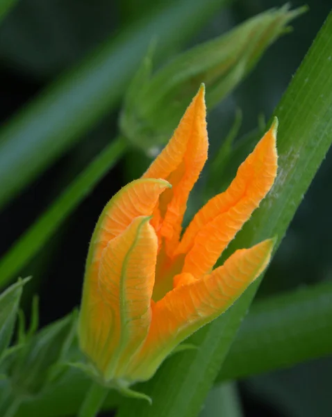 Fiore Arancio Giardino — Foto Stock