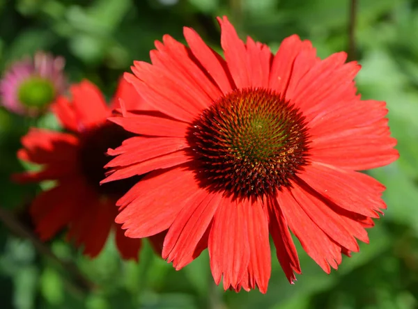 Rote Flora Und Botanik Nahaufnahme Von Blütenblättern Der Natur — Stockfoto