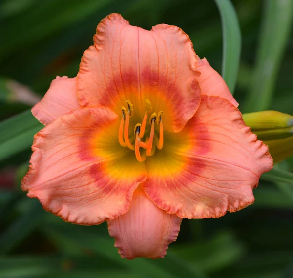 Красиві Пелюстки Квітів Природі — стокове фото