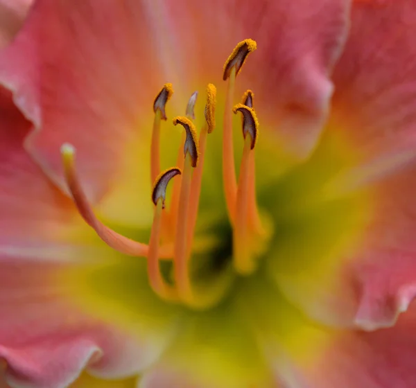 Macro Disparo Pétalos Flores Botánica — Foto de Stock