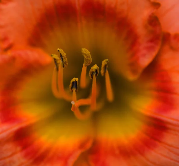 Macro Tiro Pétalas Flor Botânica — Fotografia de Stock