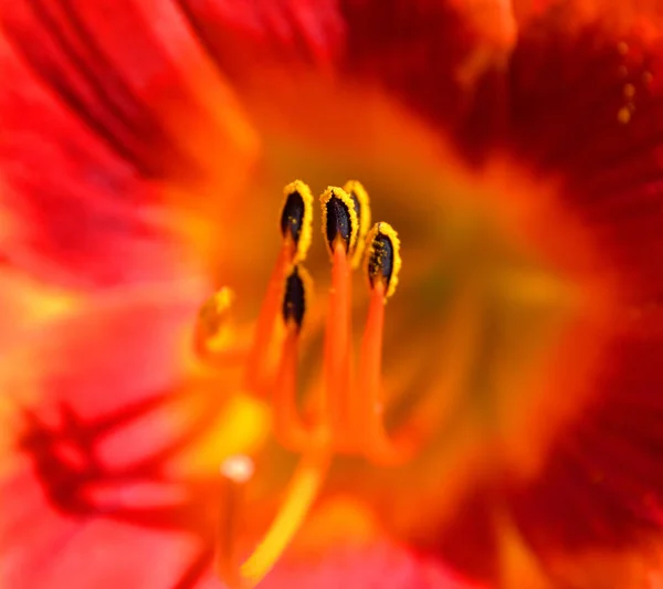 Macro Disparo Pétalos Flores Botánica — Foto de Stock