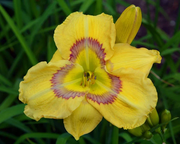 Primer Plano Pétalos Flores Amarillas Naturaleza —  Fotos de Stock