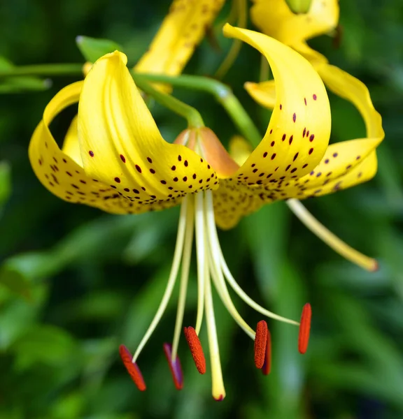 Gros Plan Pétales Fleurs Jaunes Dans Nature — Photo