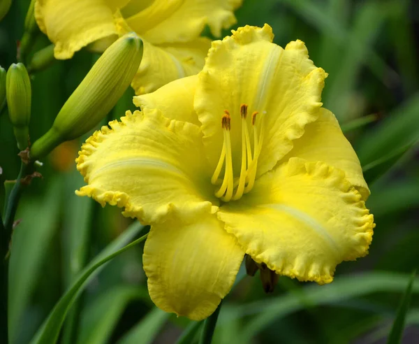 Close Pétalas Flores Amarelas Natureza — Fotografia de Stock