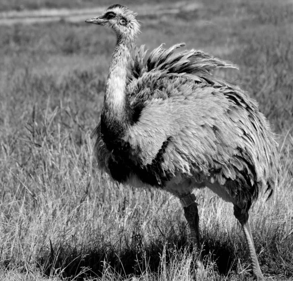 Verspreiding Leefgebied Deze Soort Komt Voor Zuid Amerika Andere Namen — Stockfoto