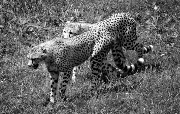 Cheetah Tocando Juntos Son Felinos Gran Tamaño Que Habitan Mayor —  Fotos de Stock