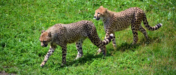 Cheetah Playing Together Large Sized Feline Inhabiting Most Africa Part — Stock Photo, Image