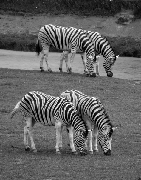 Las Cebras Son Varias Especies Equinos Africanos Familia Los Caballos —  Fotos de Stock