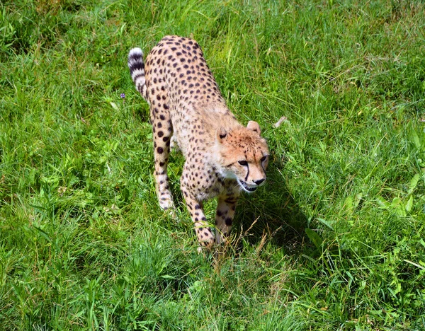 Leopardo Gato Salvaje Hierba Verde Animal Naturaleza — Foto de Stock