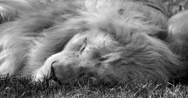 León Blanco Una Mutación Rara Del Color Del León Cuando — Foto de Stock