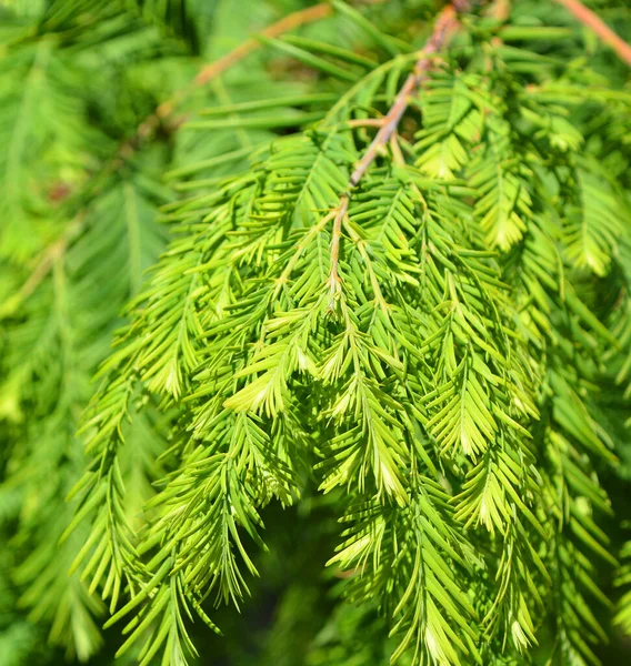 Metasequoia Vagy Hajnali Vörösfenyő Egy Gyorsan Növekvő Lombhullató Egyike Három — Stock Fotó