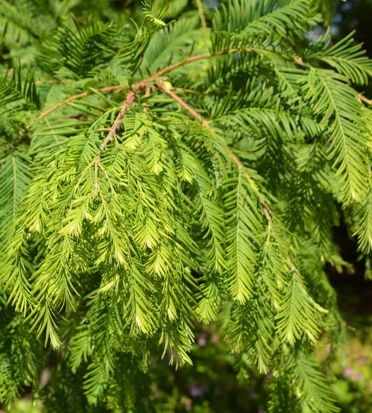 Metasequoia 是一种生长迅速的落叶树 是三种针叶树中被称为红杉的一种 也是红杉属中唯一有生命的一种 — 图库照片