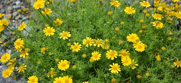 Flora Botanik Doğadaki Çiçek Yapraklarını Kapatın — Stok fotoğraf