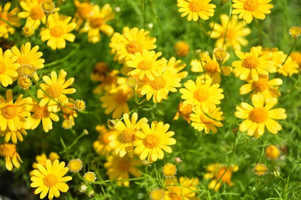 Flora Botanik Doğadaki Çiçek Yapraklarını Kapatın — Stok fotoğraf