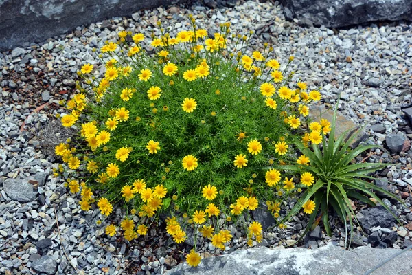 植物や植物が花の花びらを閉じて — ストック写真