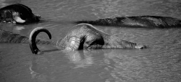 Schwarz Weiß Foto Büffel Tiere Wasser — Stockfoto