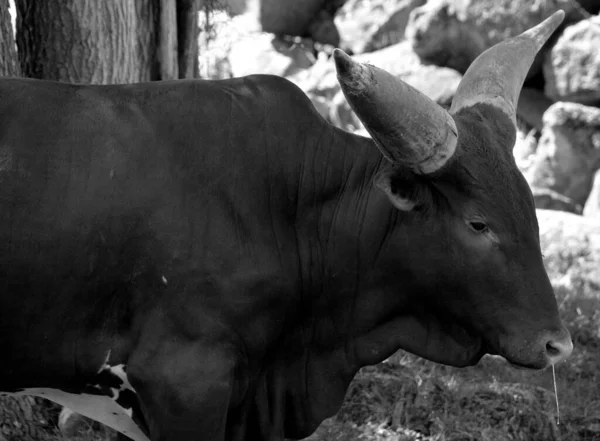 Ankole Watusi Amerikan Sığırlarının Modern Bir Türüdür Orta Afrika Daki — Stok fotoğraf