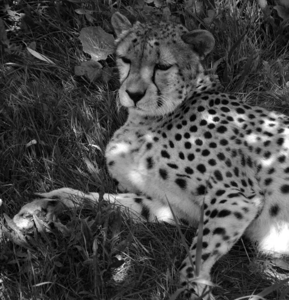 Preto Branco Foto Leopardo Selvagem Animal Natureza — Fotografia de Stock