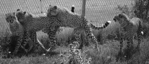 Гепарды Спариваются Дикие Кошки Животные Природе — стоковое фото