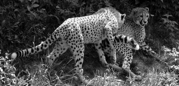 Preto Branco Foto Leopardo Animais Selvagens Natureza — Fotografia de Stock