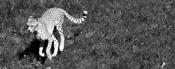 Leopar Vahşi Kedinin Siyah Beyaz Fotoğrafı Doğadaki Hayvan — Stok fotoğraf