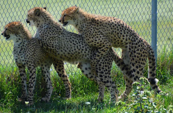 Gepardy Godowe Dzikie Koty Przyrodzie — Zdjęcie stockowe
