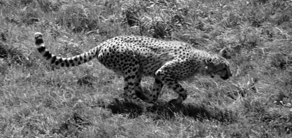 Fekete Fehér Fotó Leopárd Vadmacska Állat Természetben — Stock Fotó