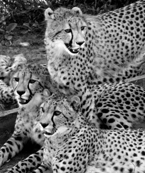 Foto Blanco Negro Leopardo Gatos Salvajes Animales Naturaleza —  Fotos de Stock