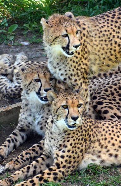 Leopard Vildkatter Djur Naturen — Stockfoto