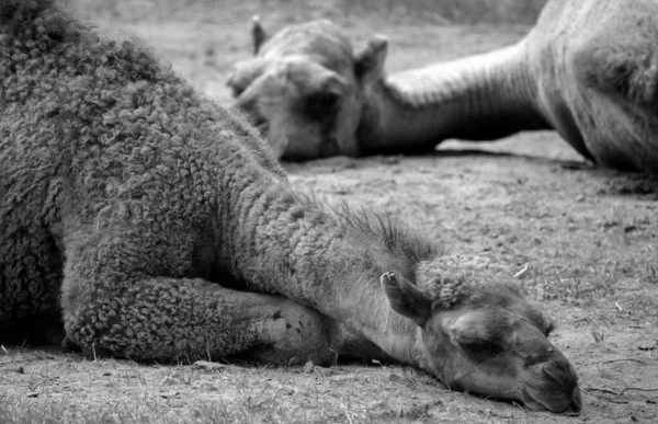 Kamel Ist Ein Huftier Der Gattung Camelus Das Auf Seinem — Stockfoto