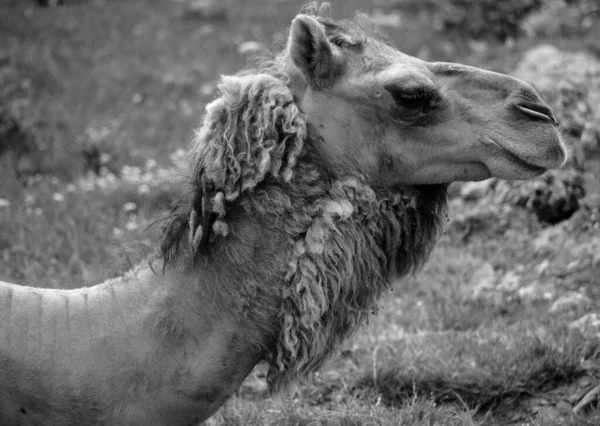 Chameau Est Ongulé Genre Camelus Portant Des Dépôts Graisseux Distinctifs — Photo