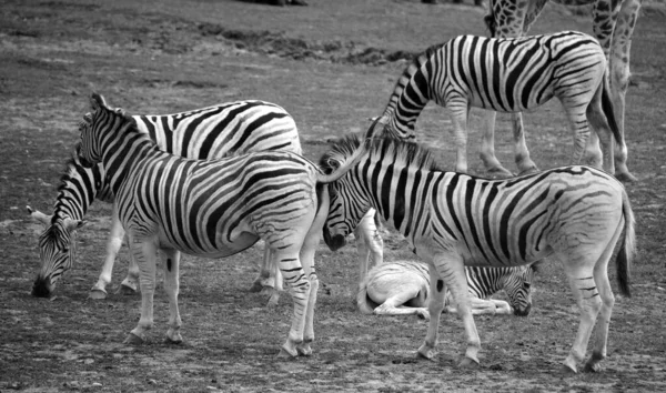 Foto Branca Preta Grupo Zebras Zoológico Flora Fauna — Fotografia de Stock