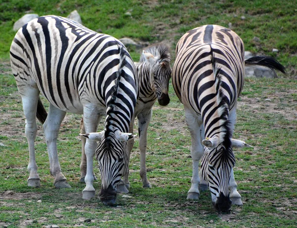 Grupo Zebras Zoológico Flora Fauna — Fotografia de Stock